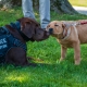 Summer Classes Going to the Dogs