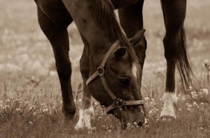 One of the Black & White images on exhibit by NECC photography students at the Haverhill Public Library