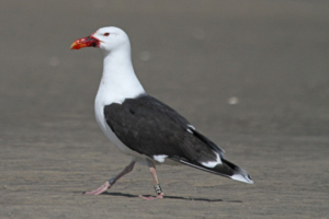 Gull 2E2 is frequently sighted by birders from Main to Plum Island.